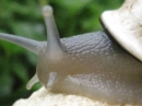 A Snail in my Garden (23517)