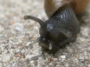 A Snail in my Garden (23471)