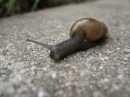 A Snail in my Garden (23476)