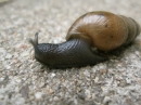 A Snail in my Garden (23473)