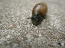 A Snail in my Garden (23472)