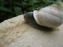 A Snail in my Garden (23526)