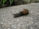 A Snail in my Garden (23470)