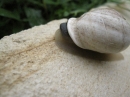 A Snail in my Garden (23506)