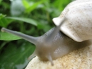 A Snail in my Garden (23533)
