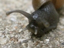 A Snail in my Garden (23475)