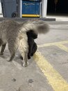 Cats at the Gas Station (998603)