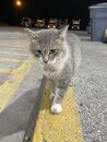 Cats at the Gas Station (999576)
