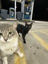 Cats at the Gas Station (1000328)