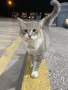 Cats at the Gas Station (998469)