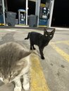 Cats at the Gas Station (1000692)