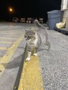 Cats at the Gas Station (999621)