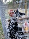 Villela Chicken Coop (1000551)