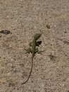 Backyard Lizard (999236)