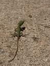 Backyard Lizard (998849)