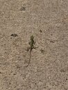 Backyard Lizard (998877)