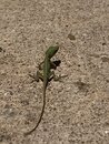 Backyard Lizard (998134)