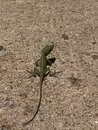 Backyard Lizard (998657)