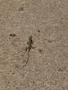 Backyard Lizard (999579)