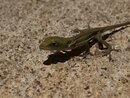 Backyard Lizard (998174)