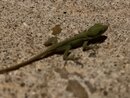 Backyard Lizard (998741)