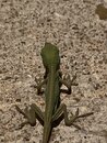 Backyard Lizard (999035)