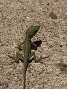 Backyard Lizard (998149)