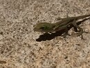 Backyard Lizard (998536)