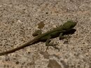 Backyard Lizard (998186)