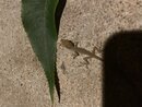 Backyard Lizard (998298)