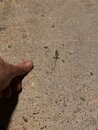 Backyard Lizard (998959)