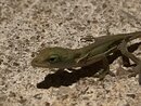 Backyard Lizard (1000580)