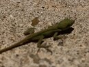 Backyard Lizard (1000145)