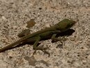 Backyard Lizard (998420)