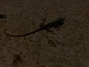Backyard Lizard (1000392)