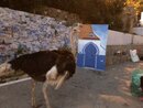 Exploring Chefchaouen (985802)