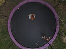 Aerial Trampoline Shots (1170545)