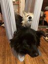 The Dogs in the STL Swing (1165227)