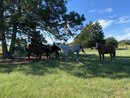 Working at the Smithville Ranch (1165387)
