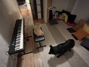The New Piano Room (1165651)