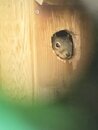 Squirrel in the Birdhouse (1166009)