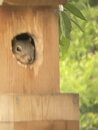 Squirrel in the Birdhouse (1166179)