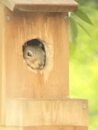 Squirrel in the Birdhouse (1166170)