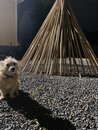Atti with the Backyard Teepee (1166408)
