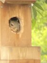 Squirrel in the Birdhouse (1166737)