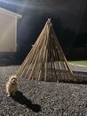 Atti with the Backyard Teepee (1166603)