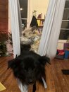 The Dogs in the STL Swing (1166472)
