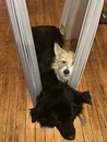 The Dogs in the STL Swing (1166516)