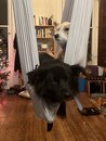 The Dogs in the STL Swing (1166895)
