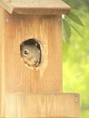 Squirrel in the Birdhouse (1166859)